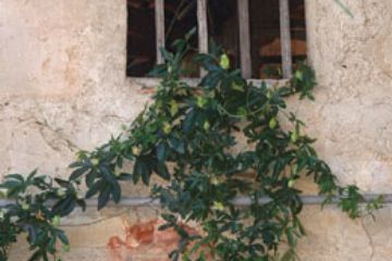 Immagini e Angoli di Pogno